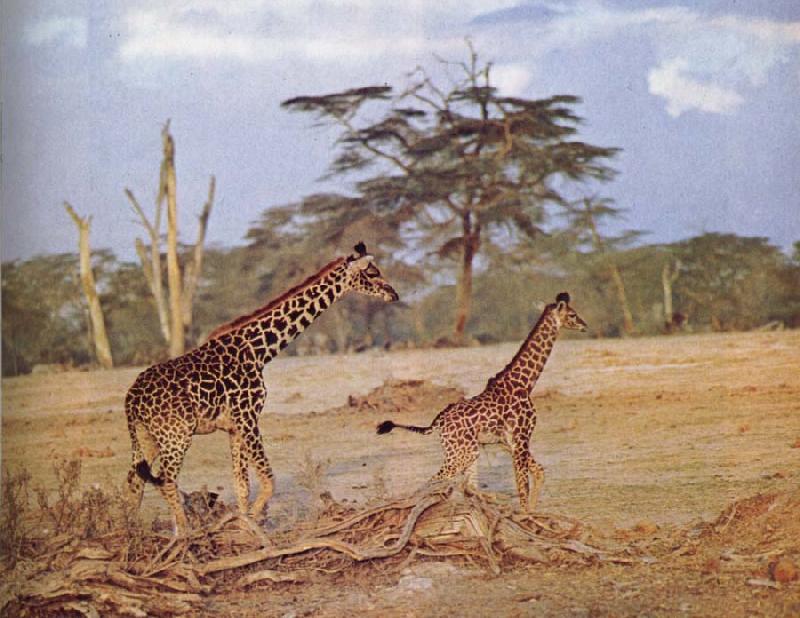 unknow artist The oppna terrangen am failing giraffe favoritmiljo Norge oil painting art